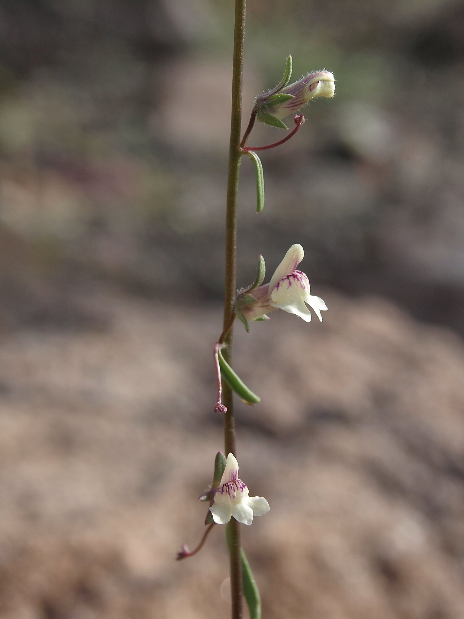 Saulsbury Warm Spring