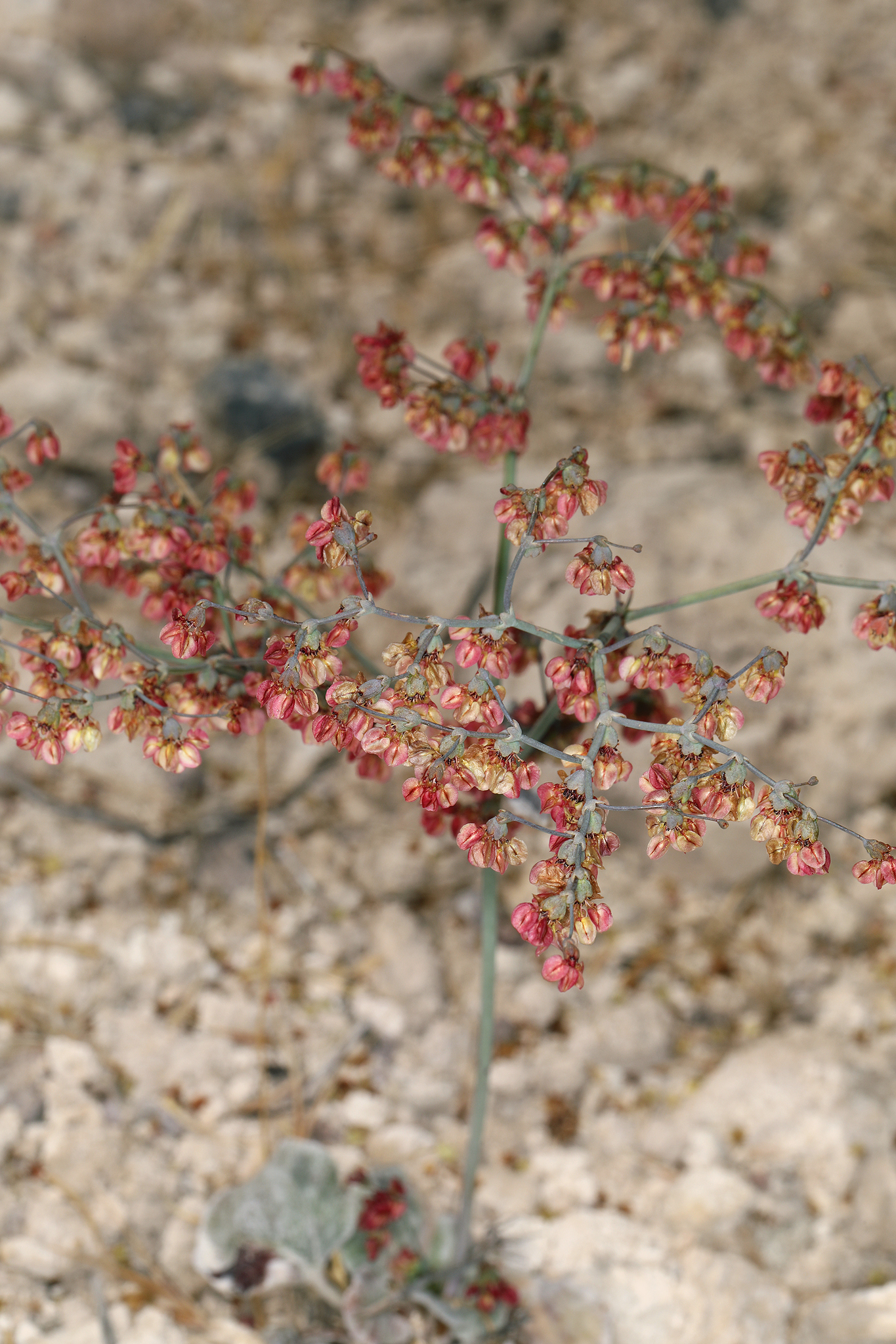 Travertine Hot Springs