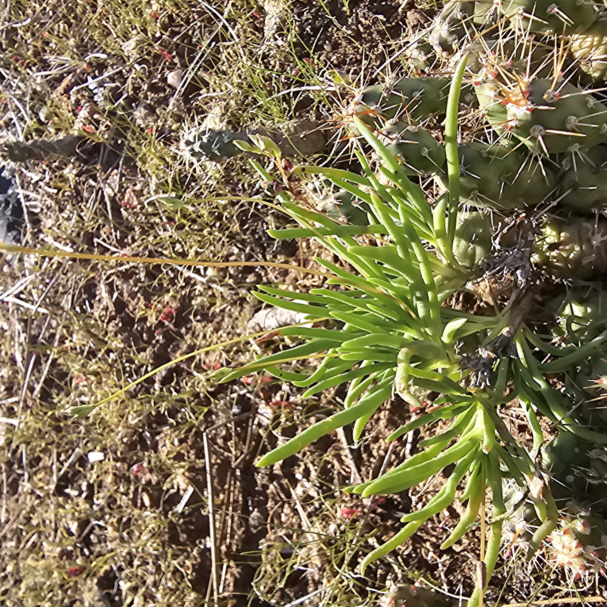 Pinkerton Hot Springs