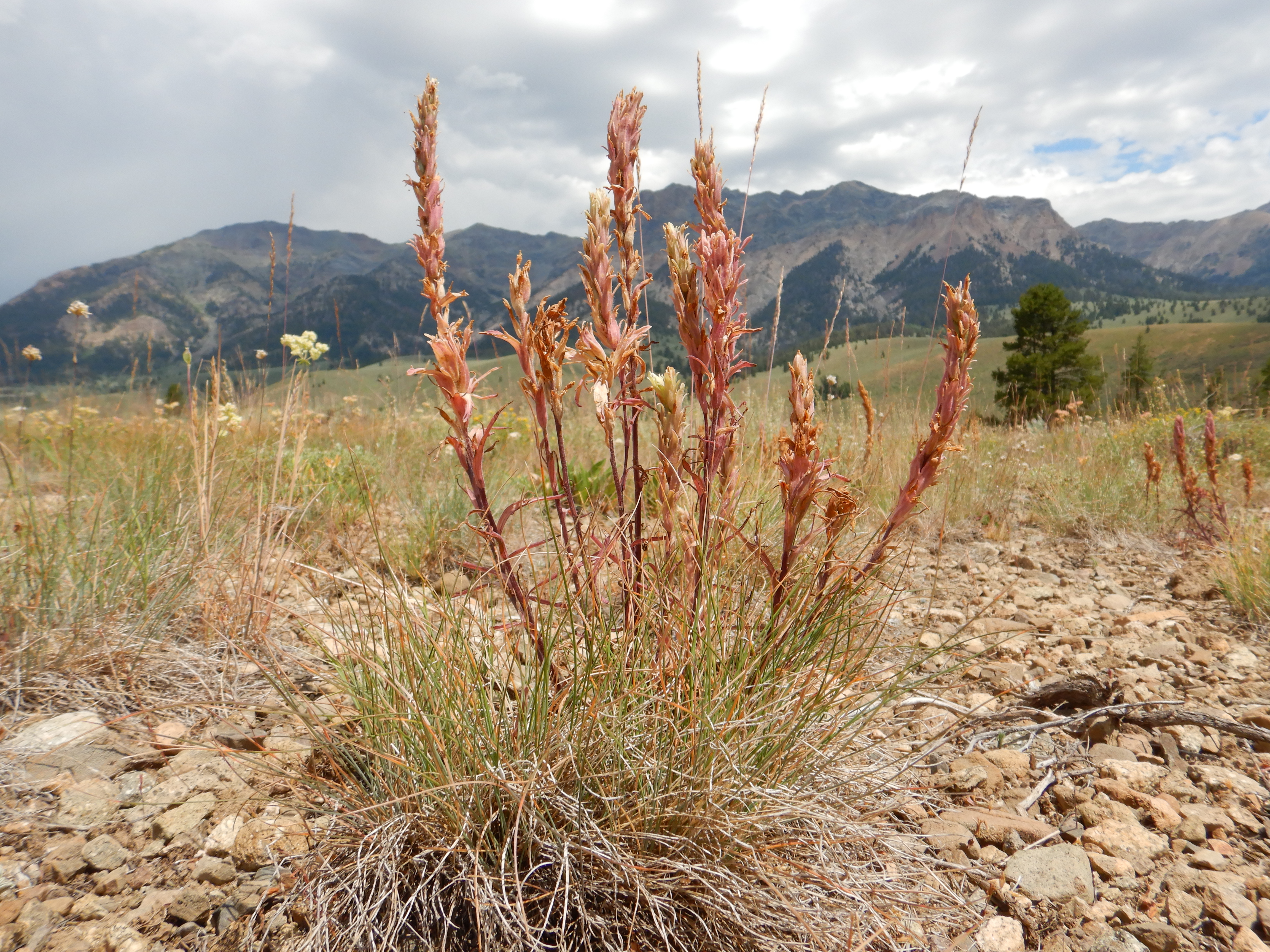 Russian John Hot Spring