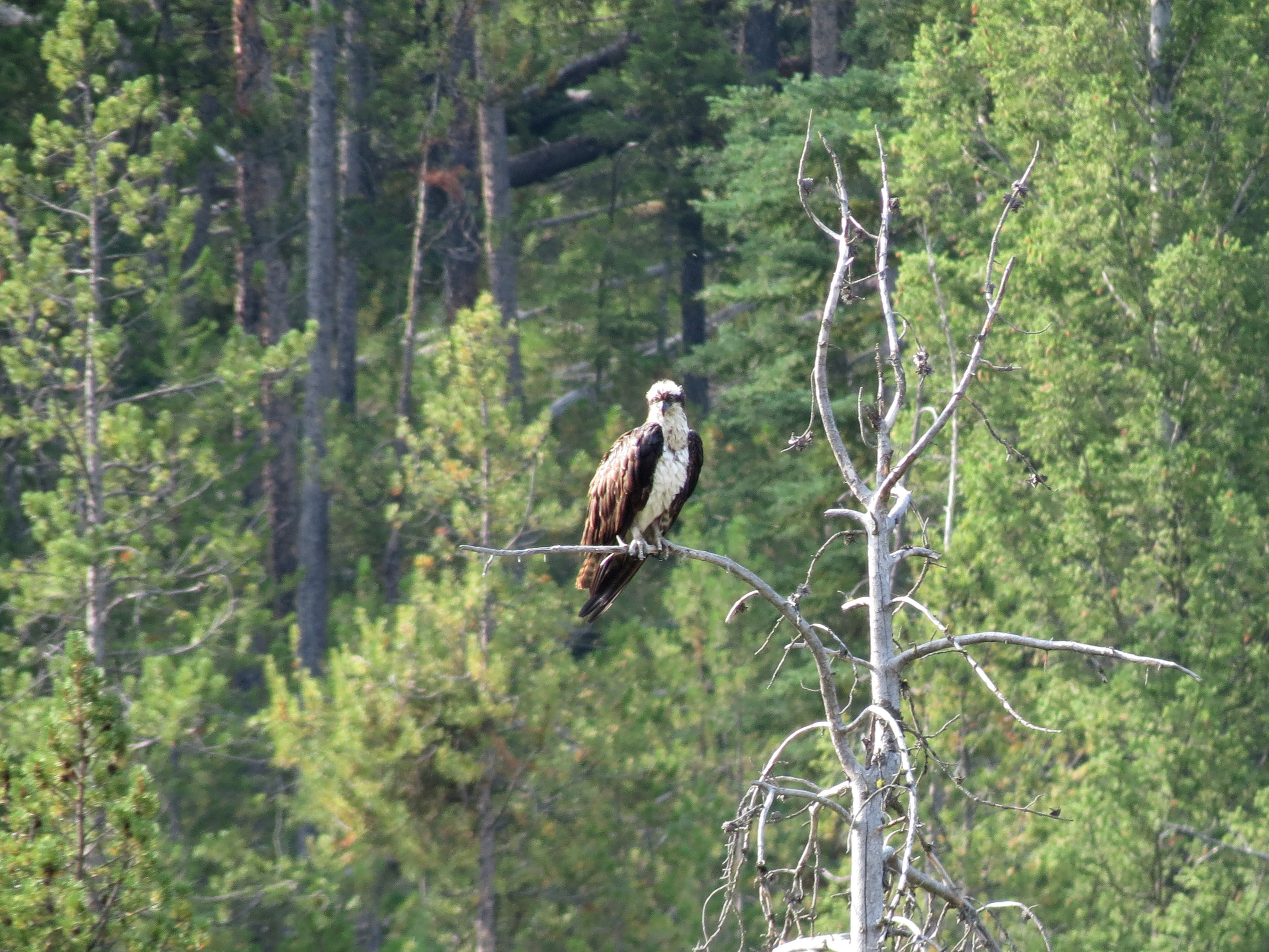 Mormon Bend Hot Spring
