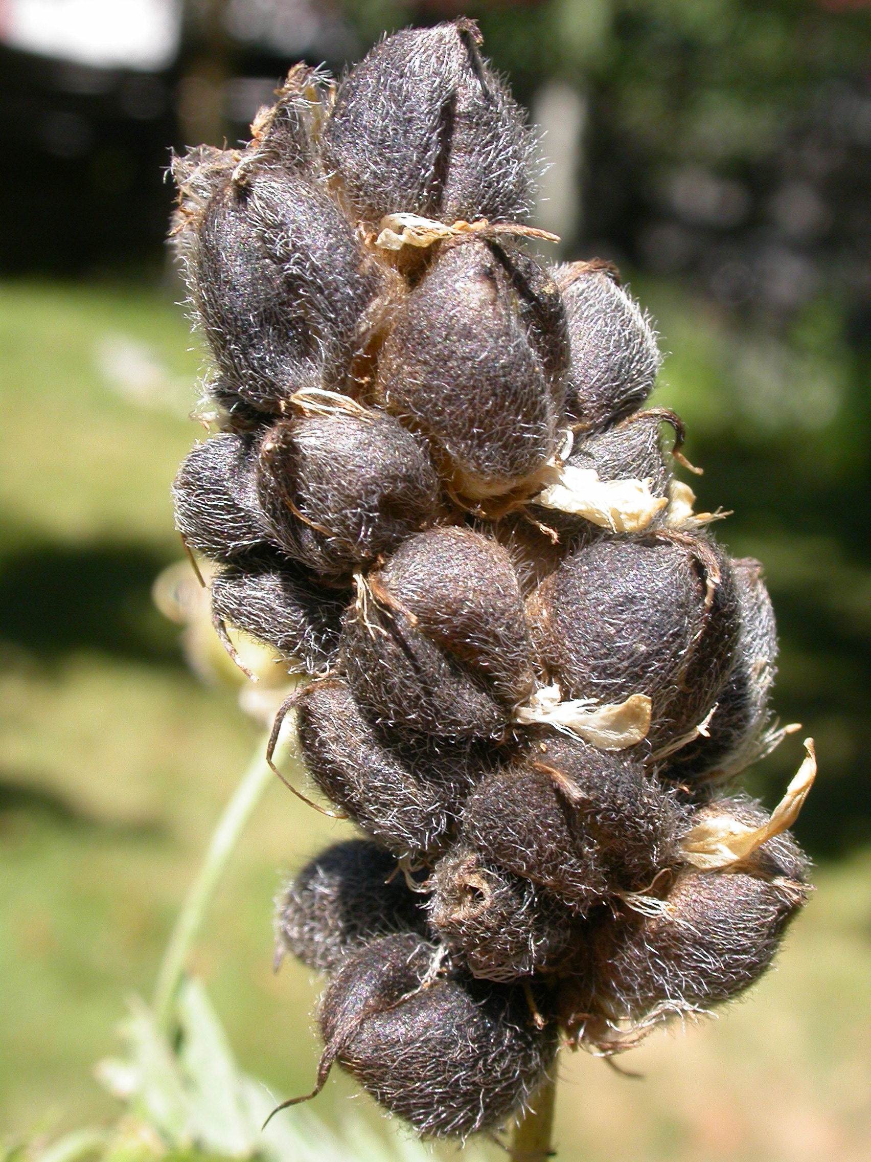 Bridger Canyon Warm Spring