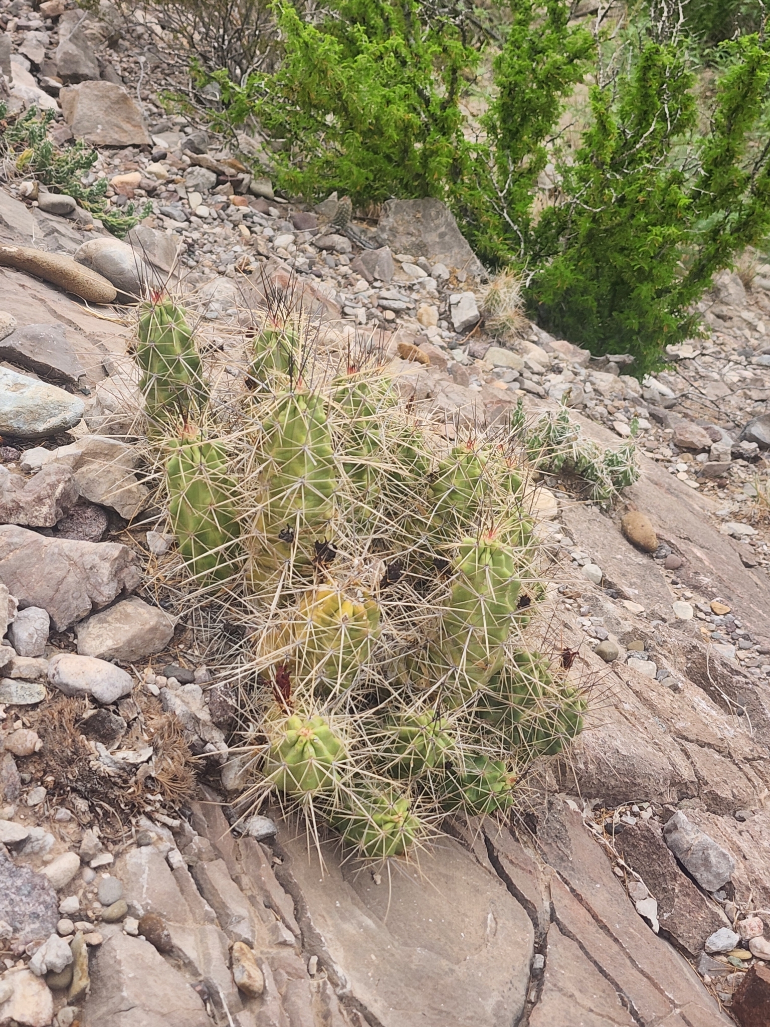 Rio Grande Village Spring