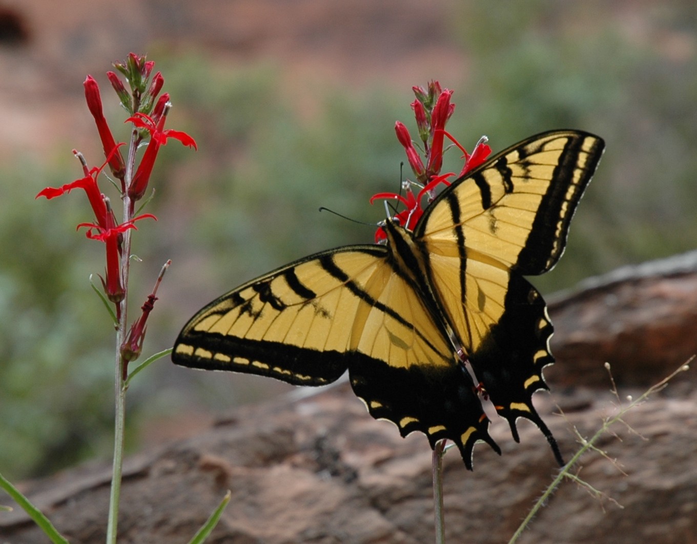Dixie (Laverkin) Hot Springs