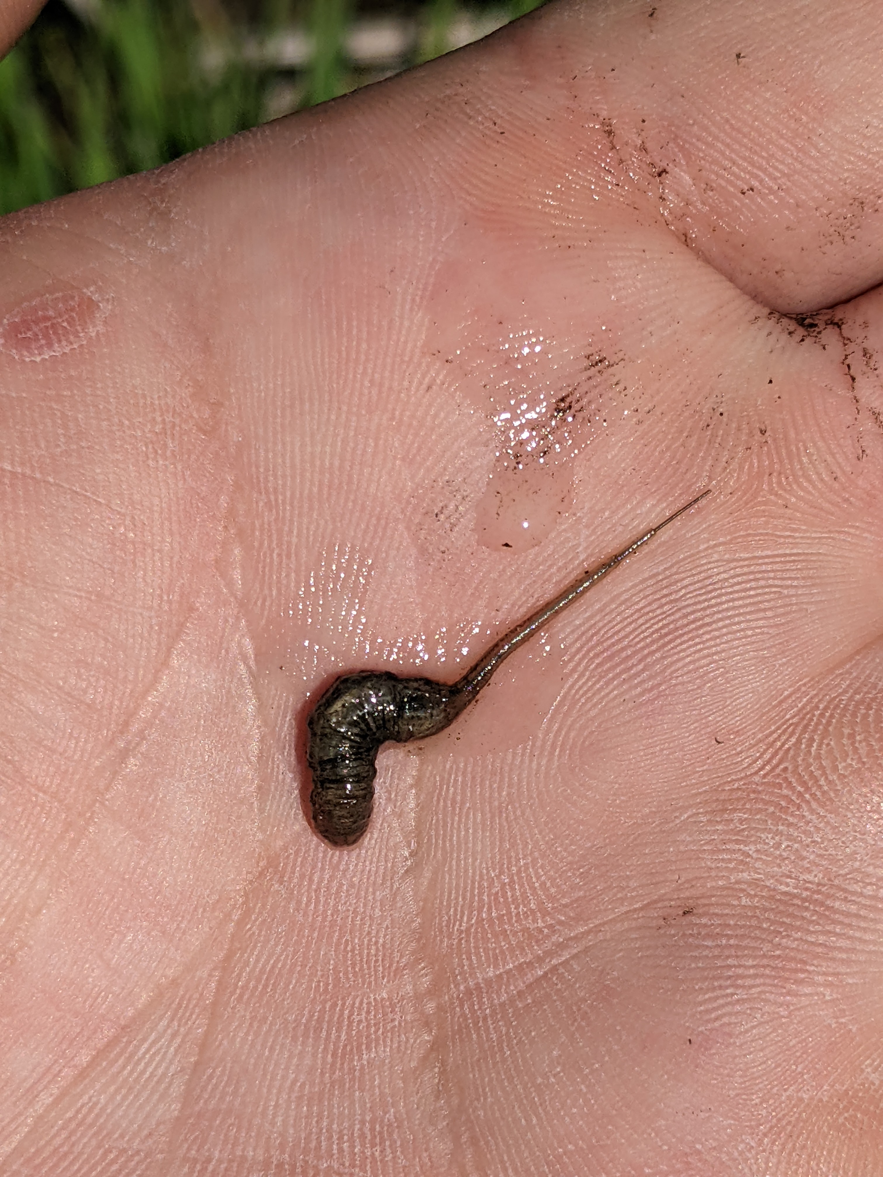 Saratoga Hot Springs