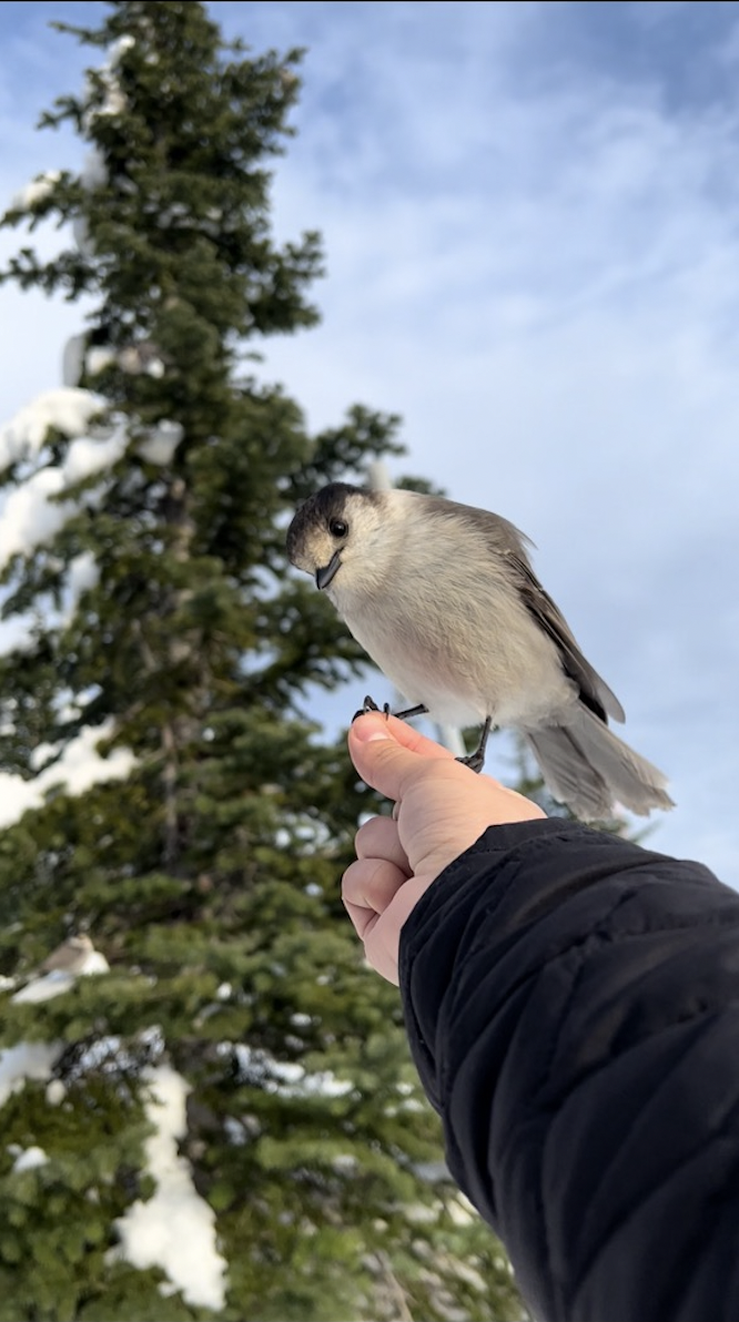 Mt Rainier Fumaroles