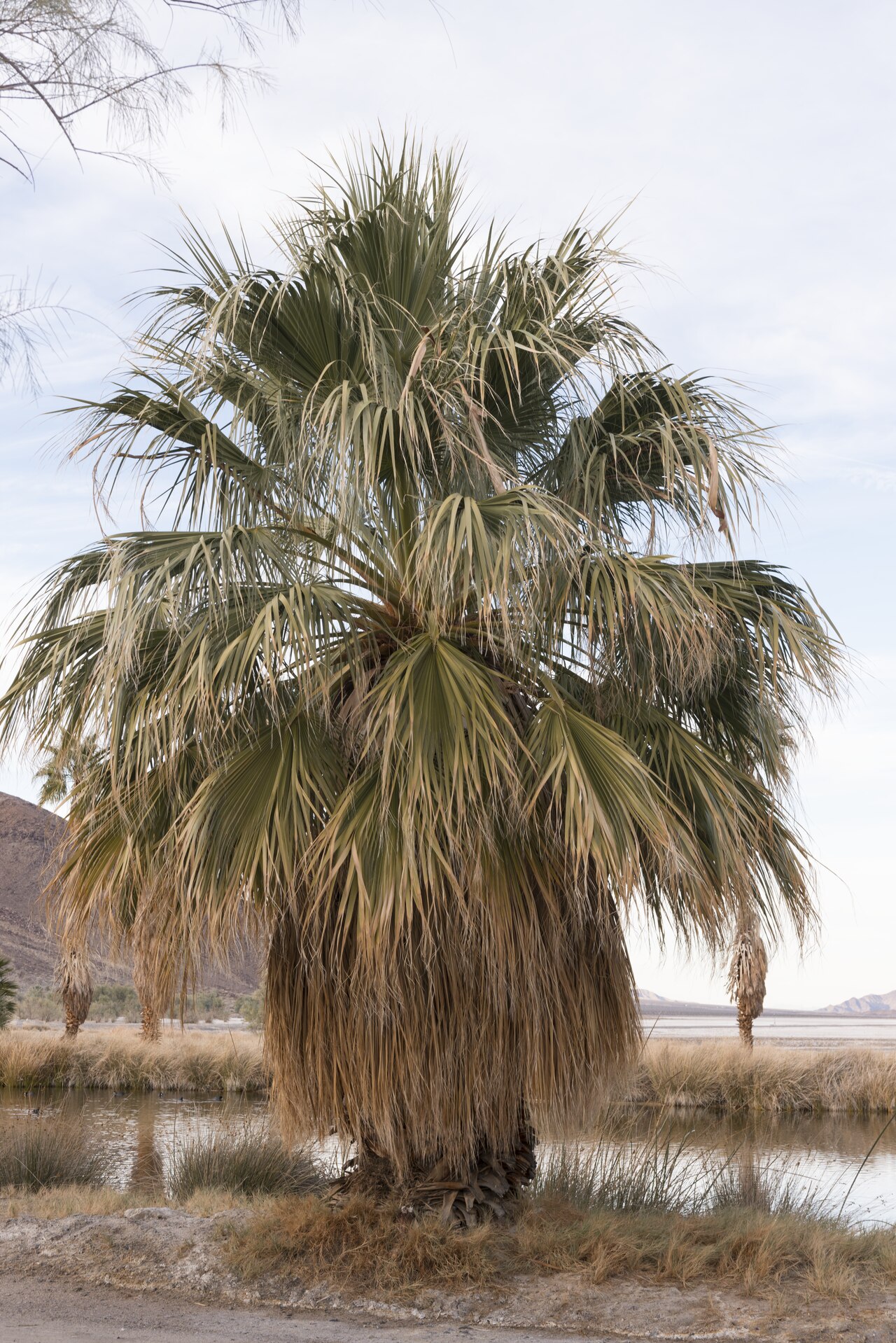 Soda Station Springs