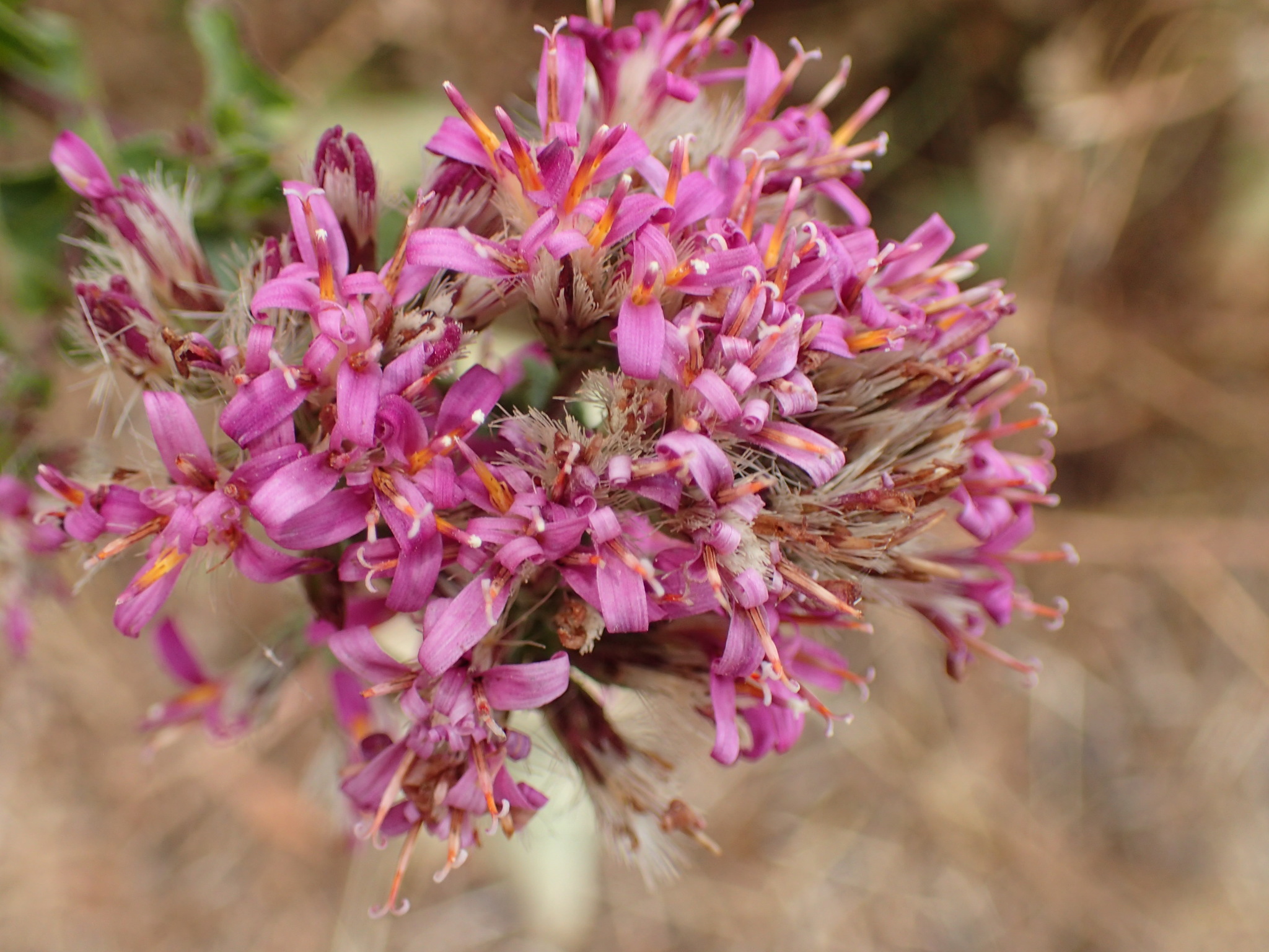 Montecito Hot Springs