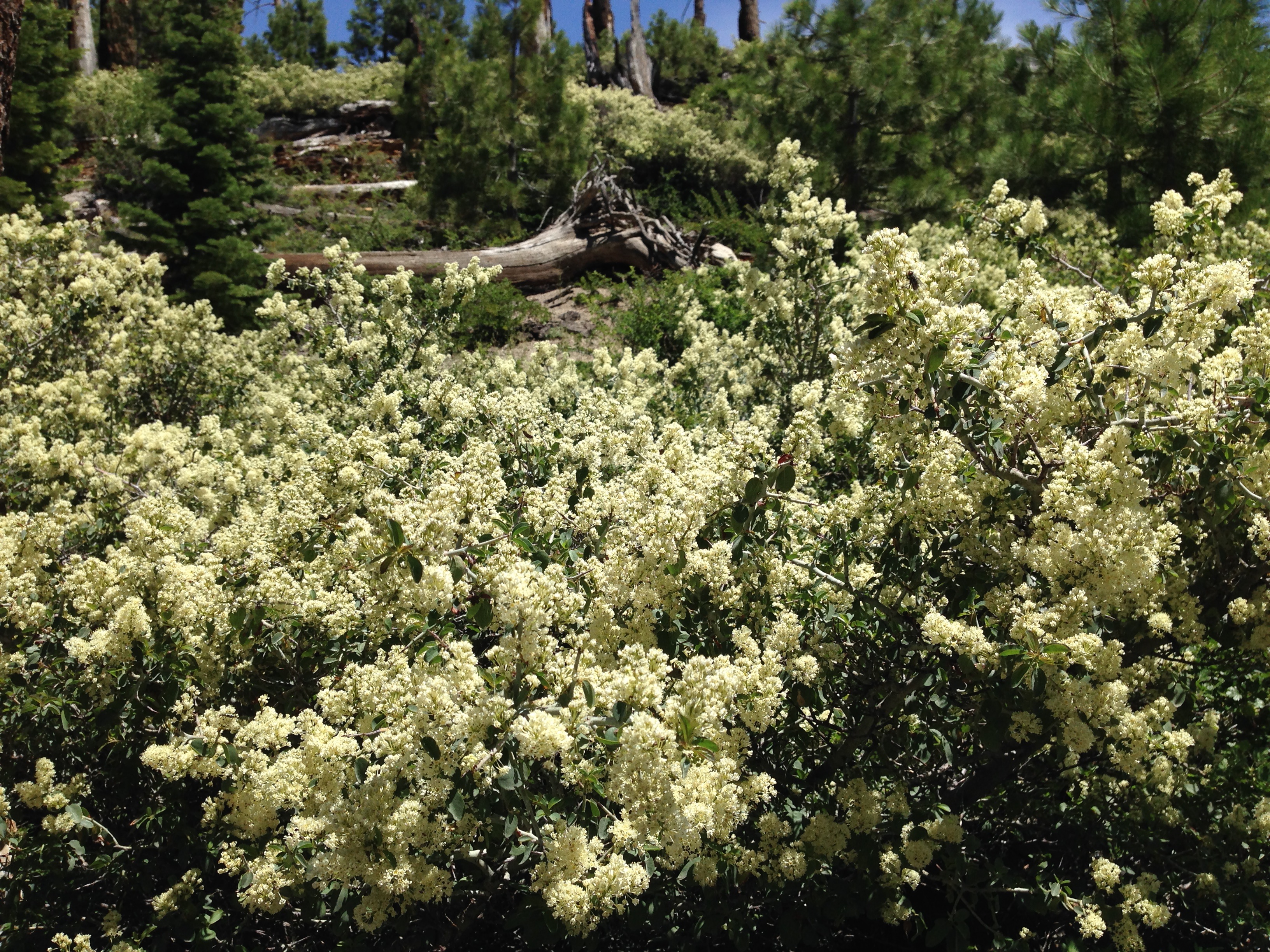 Reds Meadow Hot Springs